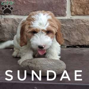 Sundae, Cavapoo Puppy